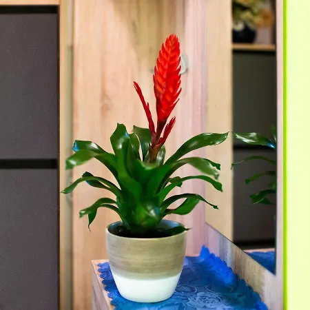 Simplistic In With Garden * Vir